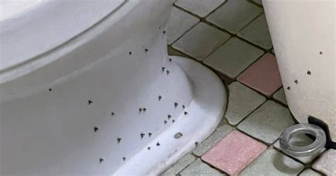 廁所綠化 為什麼會有飛蛾
